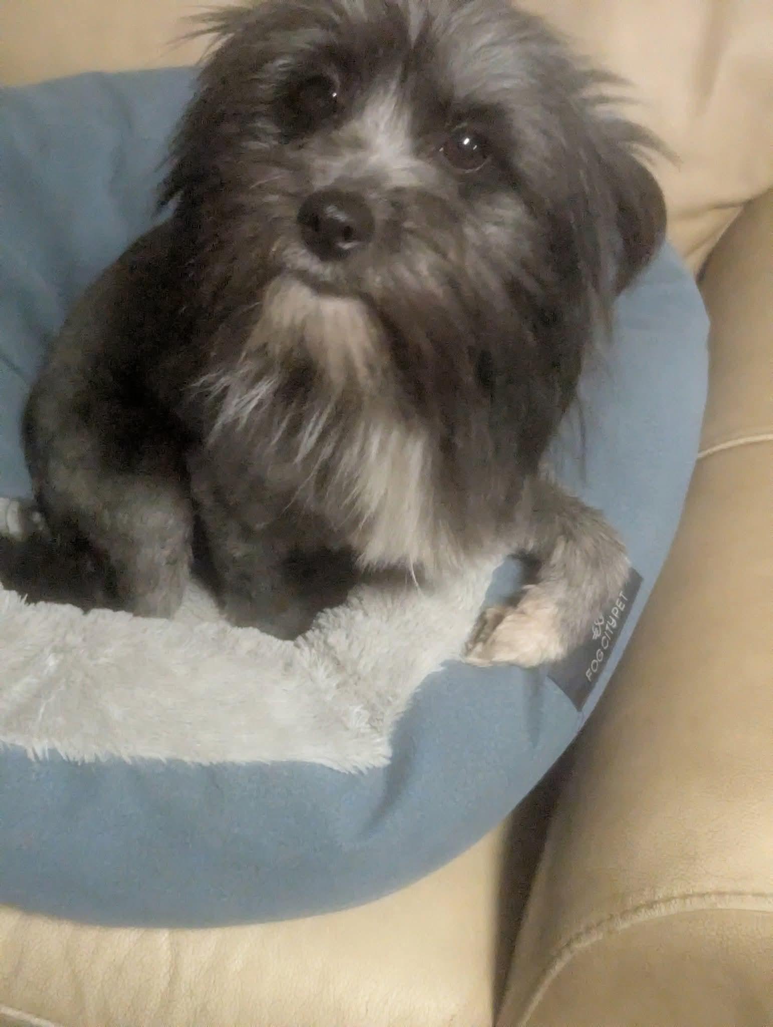 Petunia, a ADOPTABLE mixed breed in Oakland, CA image 2/6