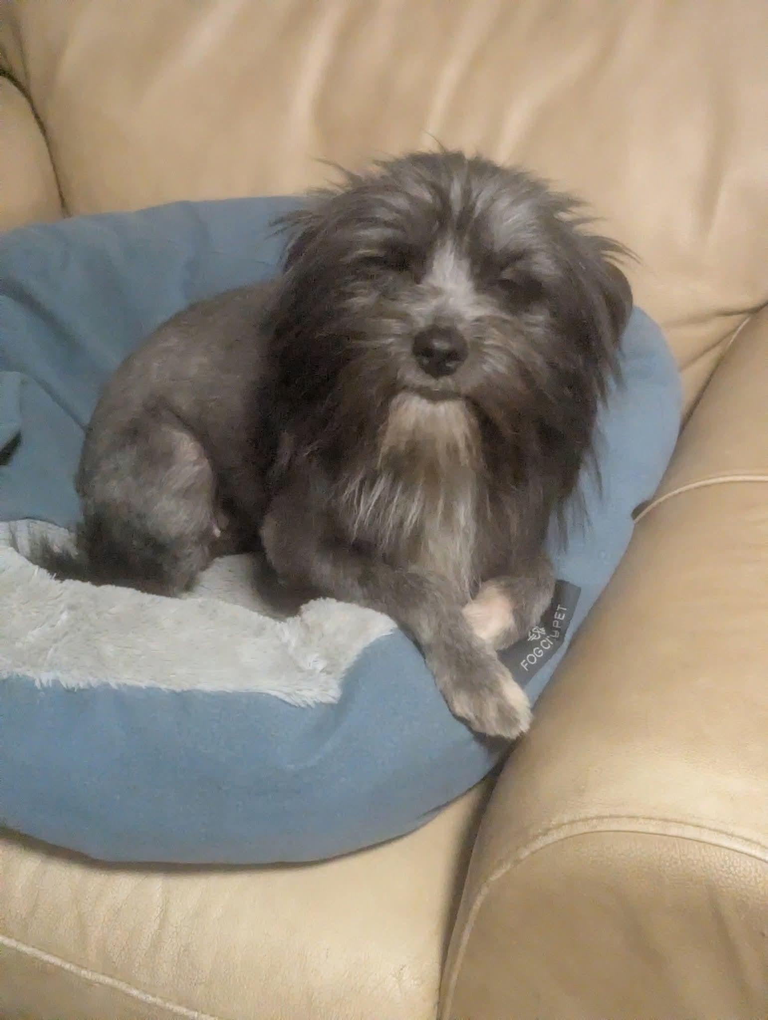 Petunia, a ADOPTABLE mixed breed in Oakland, CA image 4/6