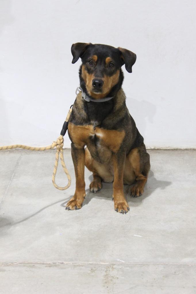 Diamond, Adoptable, Adult Female Doberman Pinscher & Shepherd.