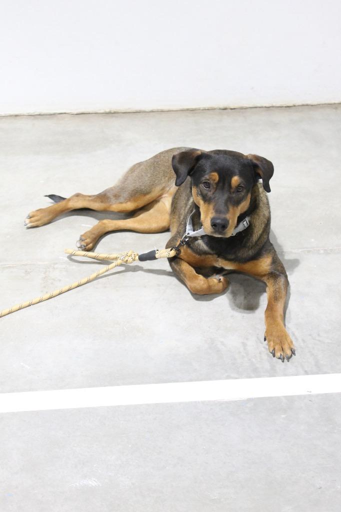 Enlarge Diamond, a Adoptable mixed breed in Tucumcari, NM image 3/5