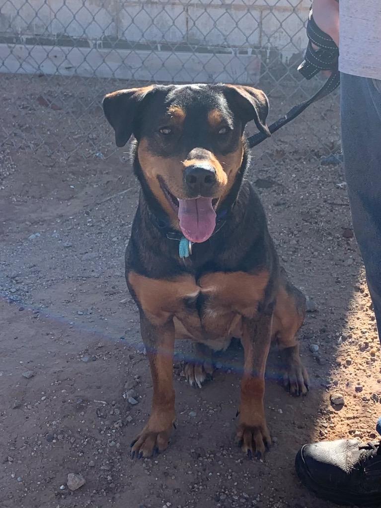 Enlarge Diamond, a Adoptable mixed breed in Tucumcari, NM image 4/5