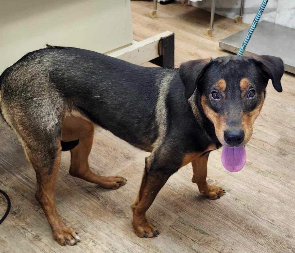 Enlarge Diamond, a Adoptable mixed breed in Tucumcari, NM image 5/5