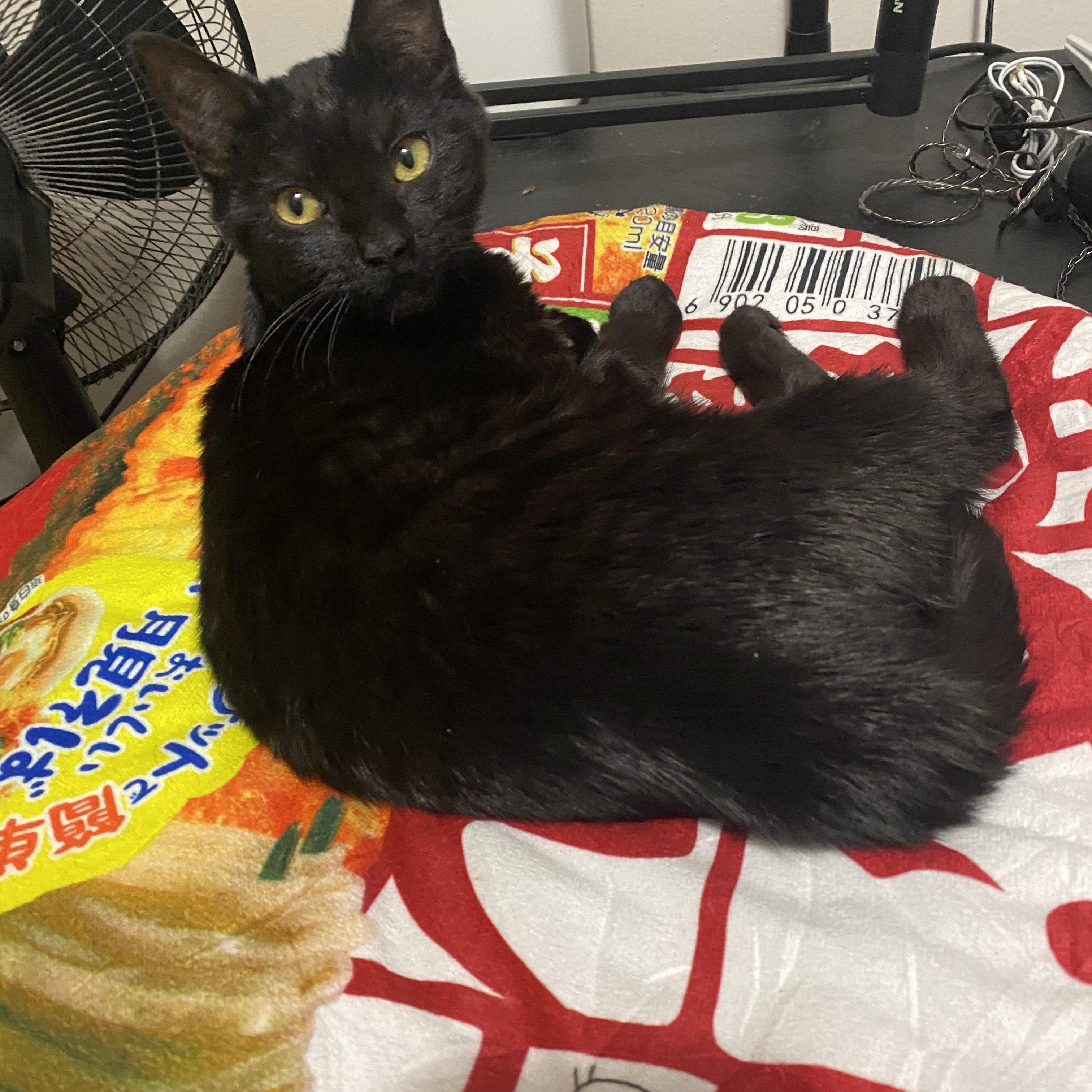 Cinder, adopted, Kitten Male Domestic Short Hair.