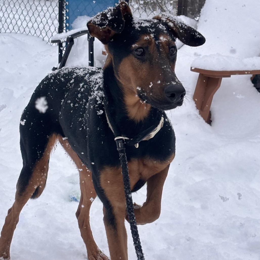 Enlarge Sunny, a Adoptable mixed breed in Canastota, NY image 1/6