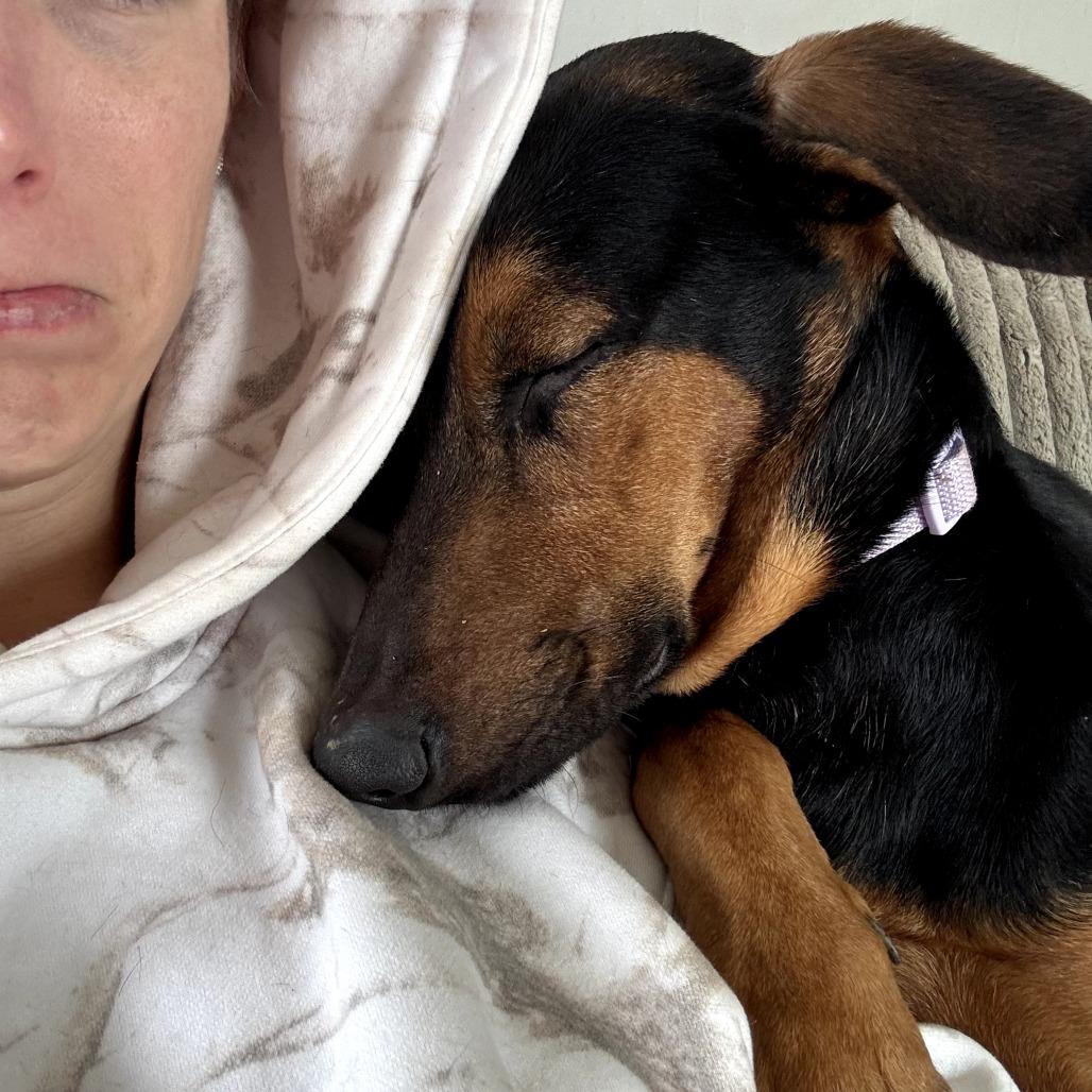 Enlarge Sunny, a Adoptable mixed breed in Canastota, NY image 3/6