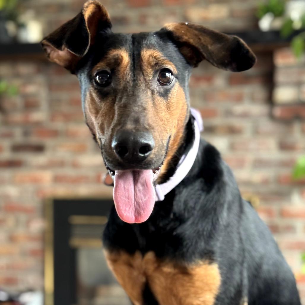 Enlarge Sunny, a Adoptable mixed breed in Canastota, NY image 5/6