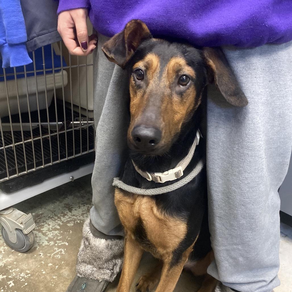 Enlarge Sunny, a Adoptable mixed breed in Canastota, NY image 6/6