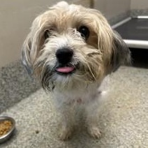 Lionus (ID 52419), adopted, Adult Male Shih Tzu & Bichon Frise.