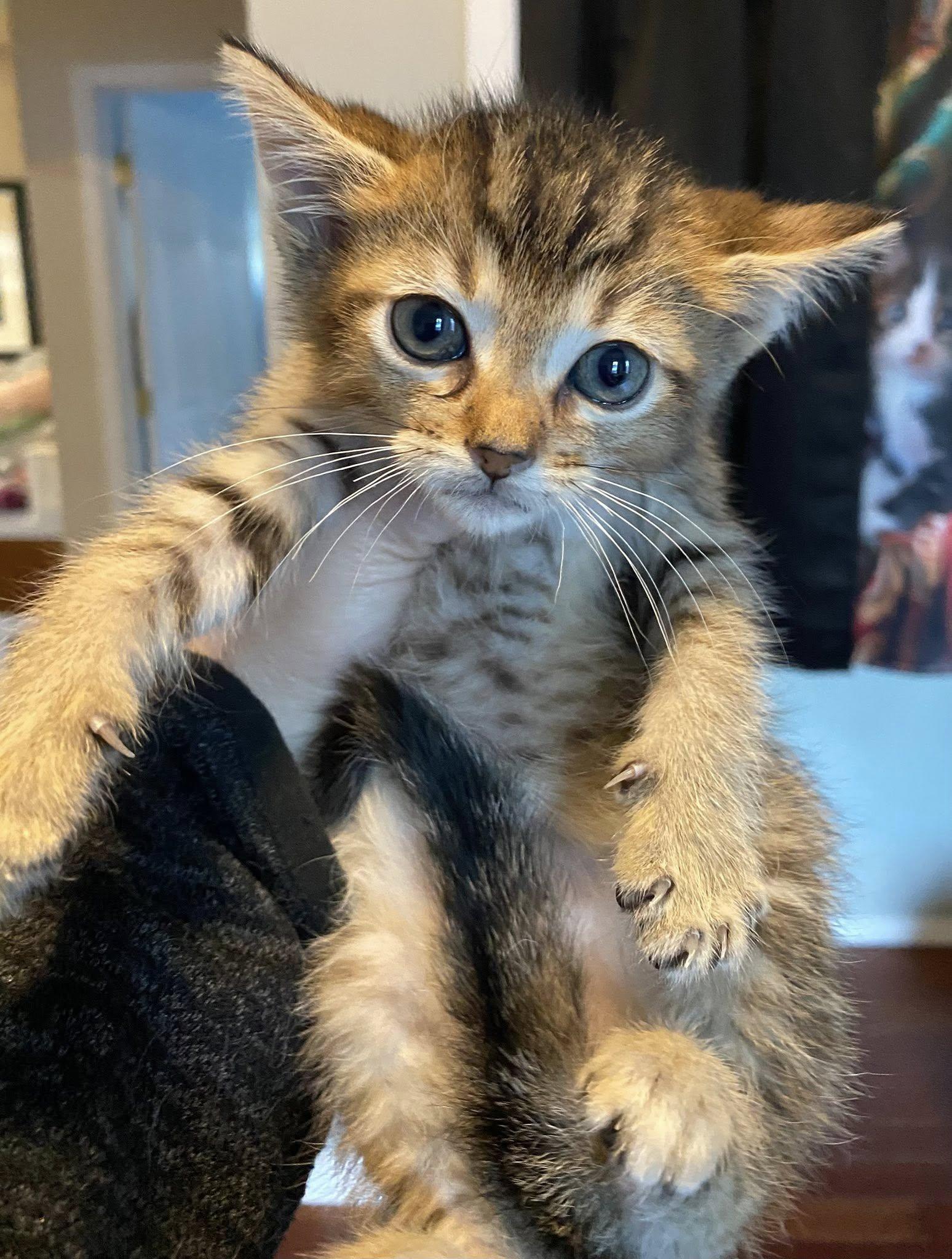 Andy, a Adoptable Domestic Short Hair in Port Washington, WI image 4/4