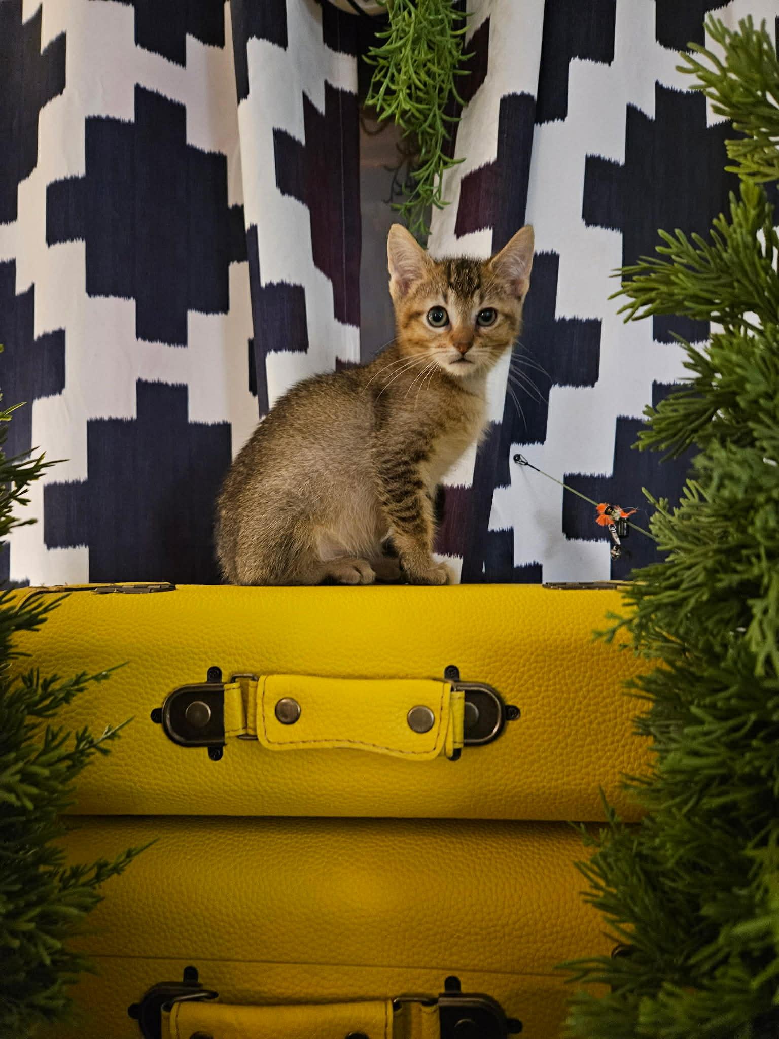 Andy, a Adoptable Domestic Short Hair in Port Washington, WI image 3/4