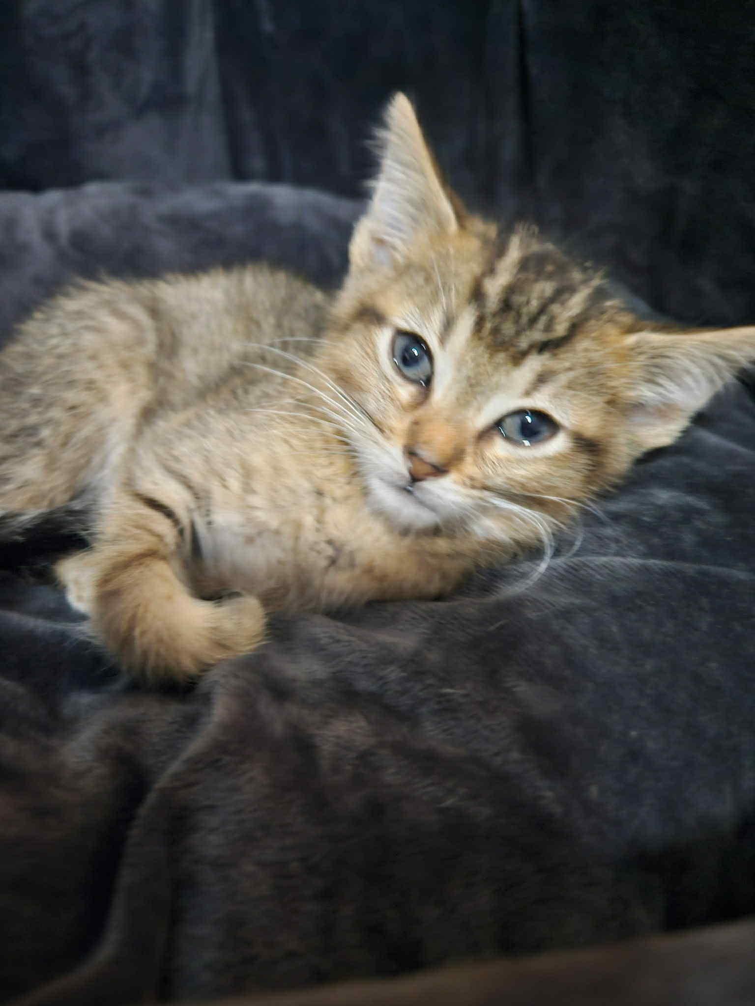Andy, a Adoptable Domestic Short Hair in Port Washington, WI image 2/4