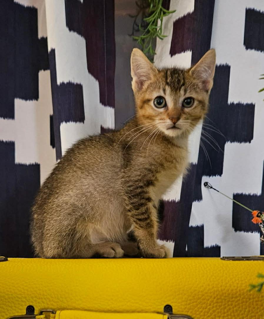 Andy, a Adoptable Domestic Short Hair in Port Washington, WI image 1/4