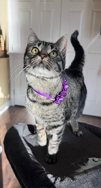 Enlarge Gracie, a ADOPTABLE Domestic Short Hair in Las Vegas, NV image 1/5