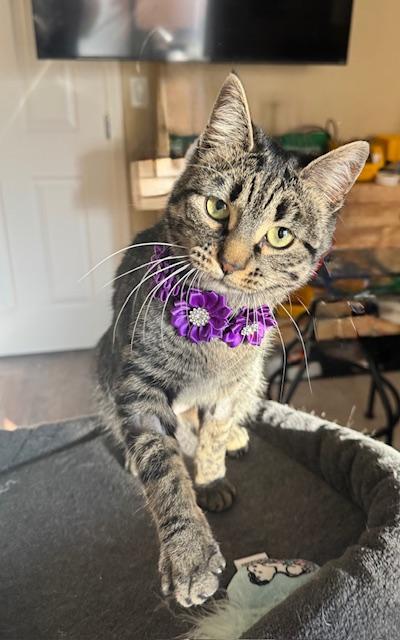 Enlarge Gracie, a ADOPTABLE Domestic Short Hair in Las Vegas, NV image 4/5