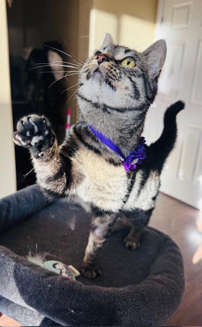 Enlarge Gracie, a ADOPTABLE Domestic Short Hair in Las Vegas, NV image 2/5