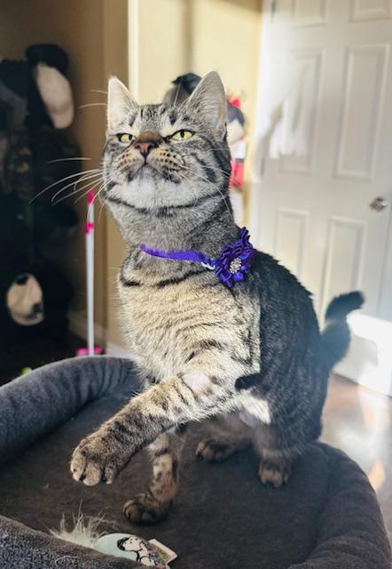 Enlarge Gracie, a ADOPTABLE Domestic Short Hair in Las Vegas, NV image 3/5