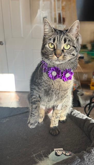 Enlarge Gracie, a ADOPTABLE Domestic Short Hair in Las Vegas, NV image 5/5