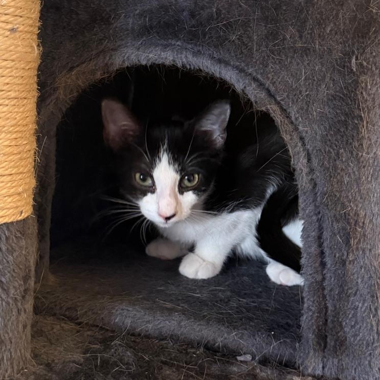 Enlarge Mickey (bonded with Minnie), a Adoptable Domestic Short Hair in Sharpsburg, GA image 2/5