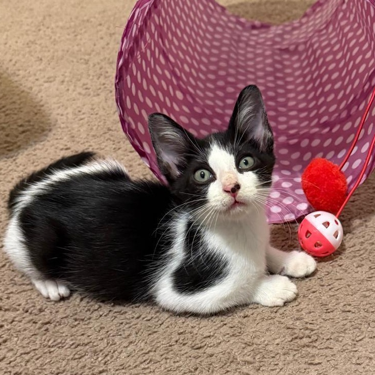 Mickey (bonded with Minnie), Adoptable, Young Male Domestic Short Hair.