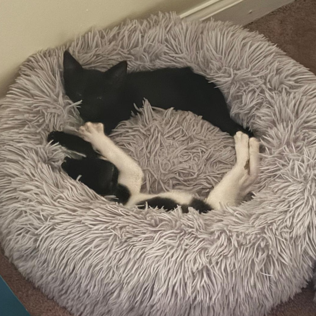 Enlarge Mickey (bonded with Minnie), a Adoptable Domestic Short Hair in Sharpsburg, GA image 4/5