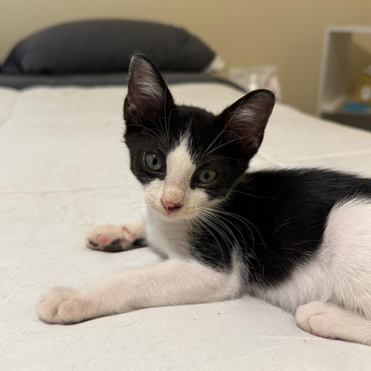 Enlarge Mickey (bonded with Minnie), a Adoptable Domestic Short Hair in Sharpsburg, GA image 3/5