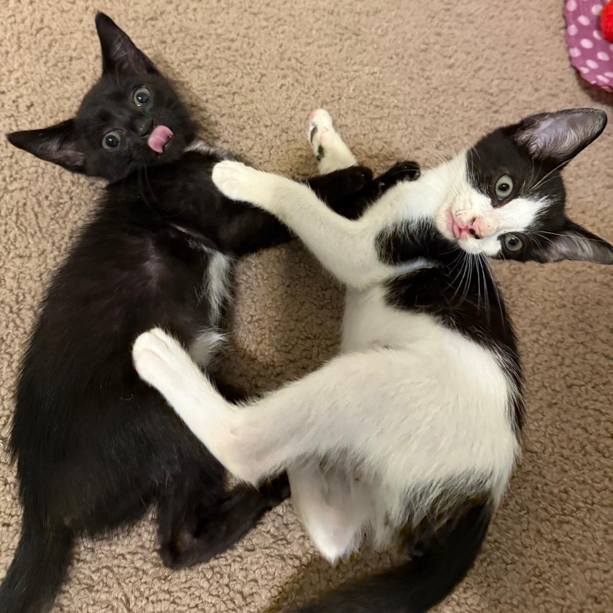 Enlarge Mickey (bonded with Minnie), a Adoptable Domestic Short Hair in Sharpsburg, GA image 5/5