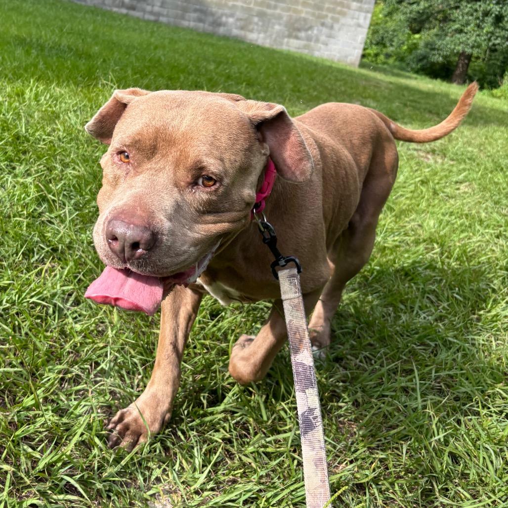 Clifford, Adoptable, Adult Male Mixed Breed.