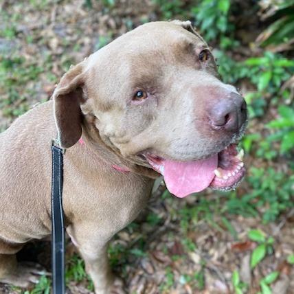 Clifford, a Adoptable Mixed Breed in Jacksonville, FL image 2/4