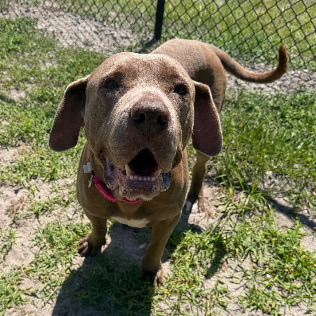 Clifford, a Adoptable Mixed Breed in Jacksonville, FL image 3/4
