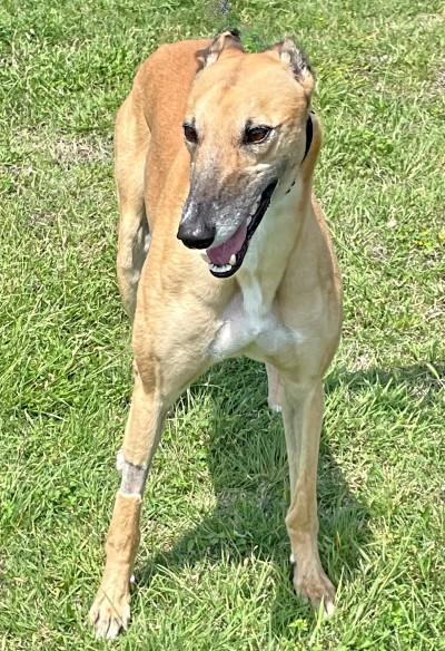Nacho (aka Silvertree Nacho), a ADOPTABLE Greyhound in Dallas, TX image 2/2
