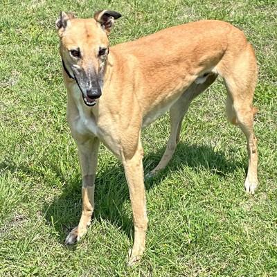 Nacho (aka Silvertree Nacho), ADOPTABLE, Adult Male Greyhound.