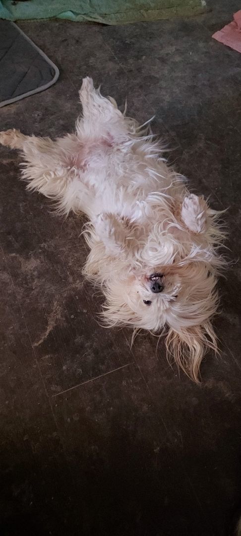 CoCo Chanel, Adopted, Young Female Lhasa Apso & Maltese.