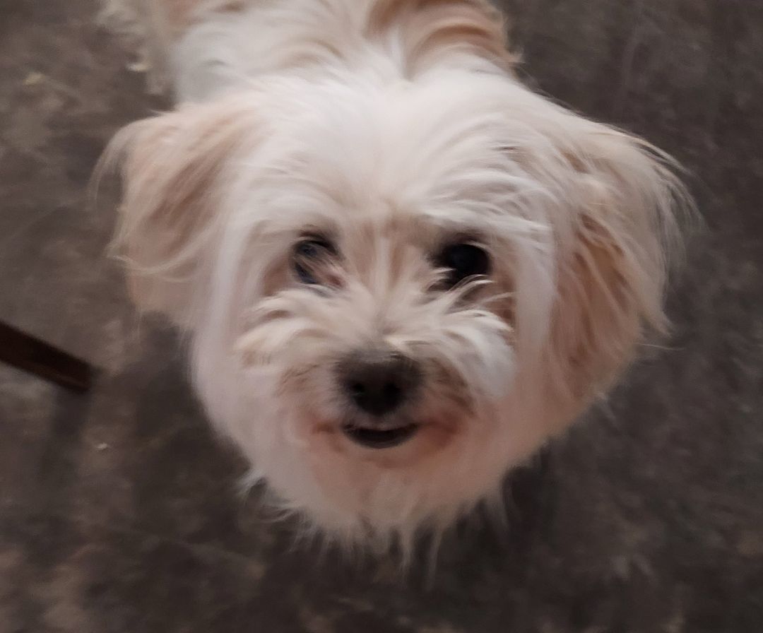 Enlarge CoCo Chanel, a Adopted mixed breed in Overton, NV image 2/9