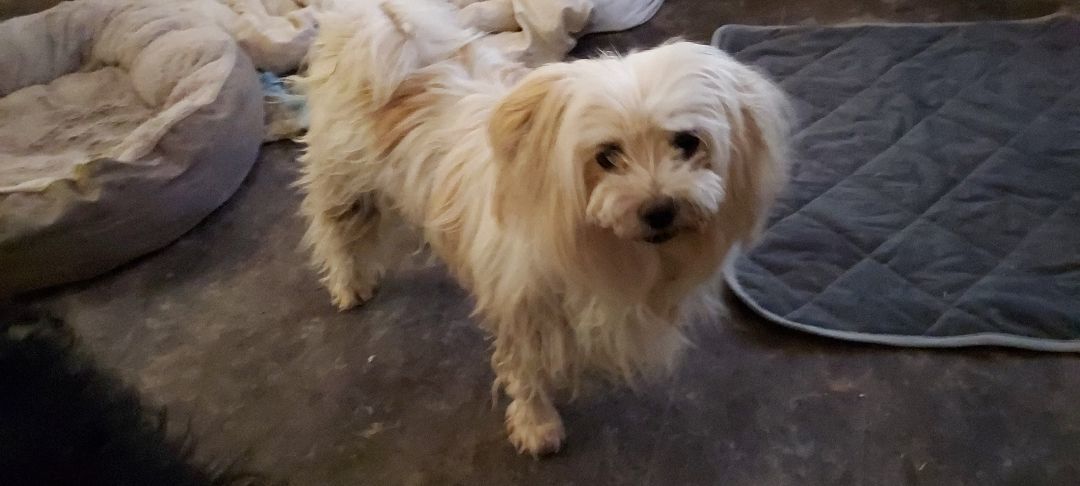 Enlarge CoCo Chanel, a Adopted mixed breed in Overton, NV image 3/9