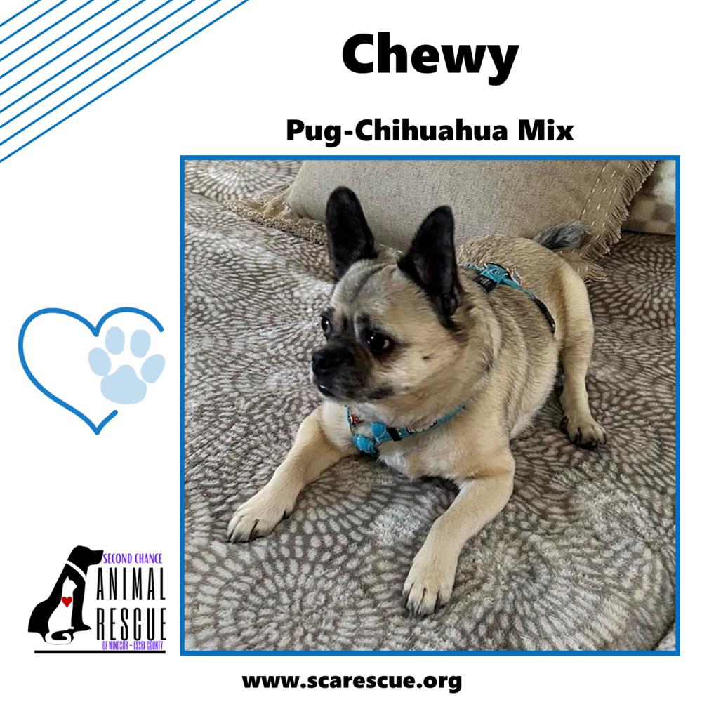 Chewy, Adoptable, Adult Male Pug & Chihuahua.