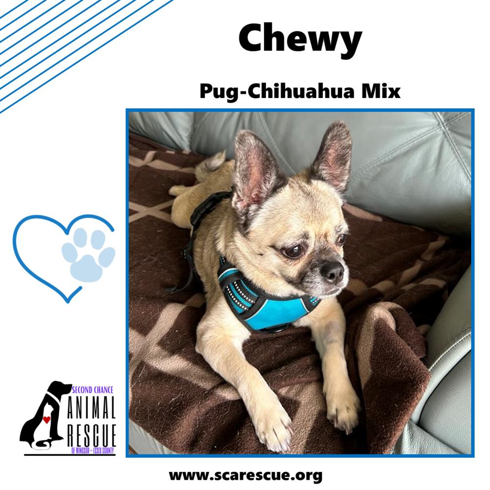 Chewy, a Adoptable mixed breed in Windsor, ON image 2/6