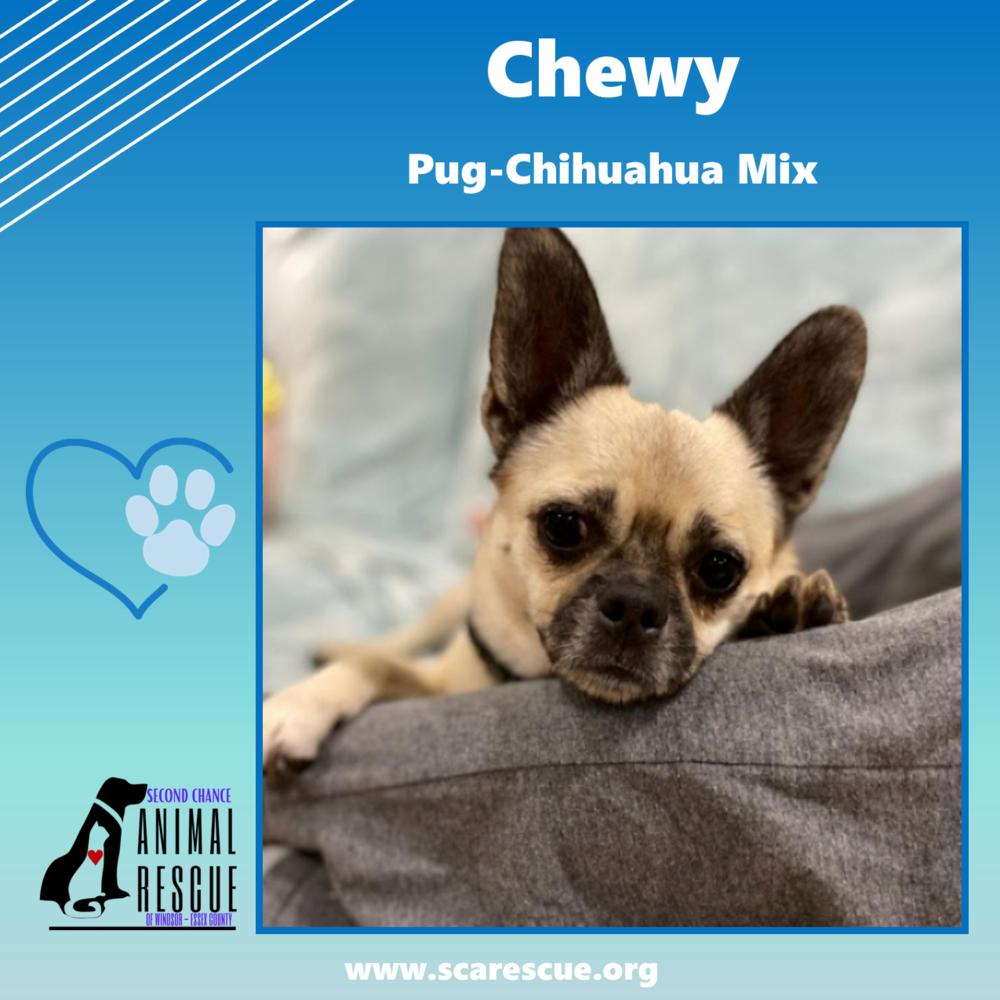 Chewy, a Adoptable mixed breed in Windsor, ON image 3/6