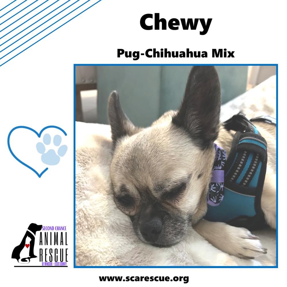 Chewy, a Adoptable mixed breed in Windsor, ON image 4/6