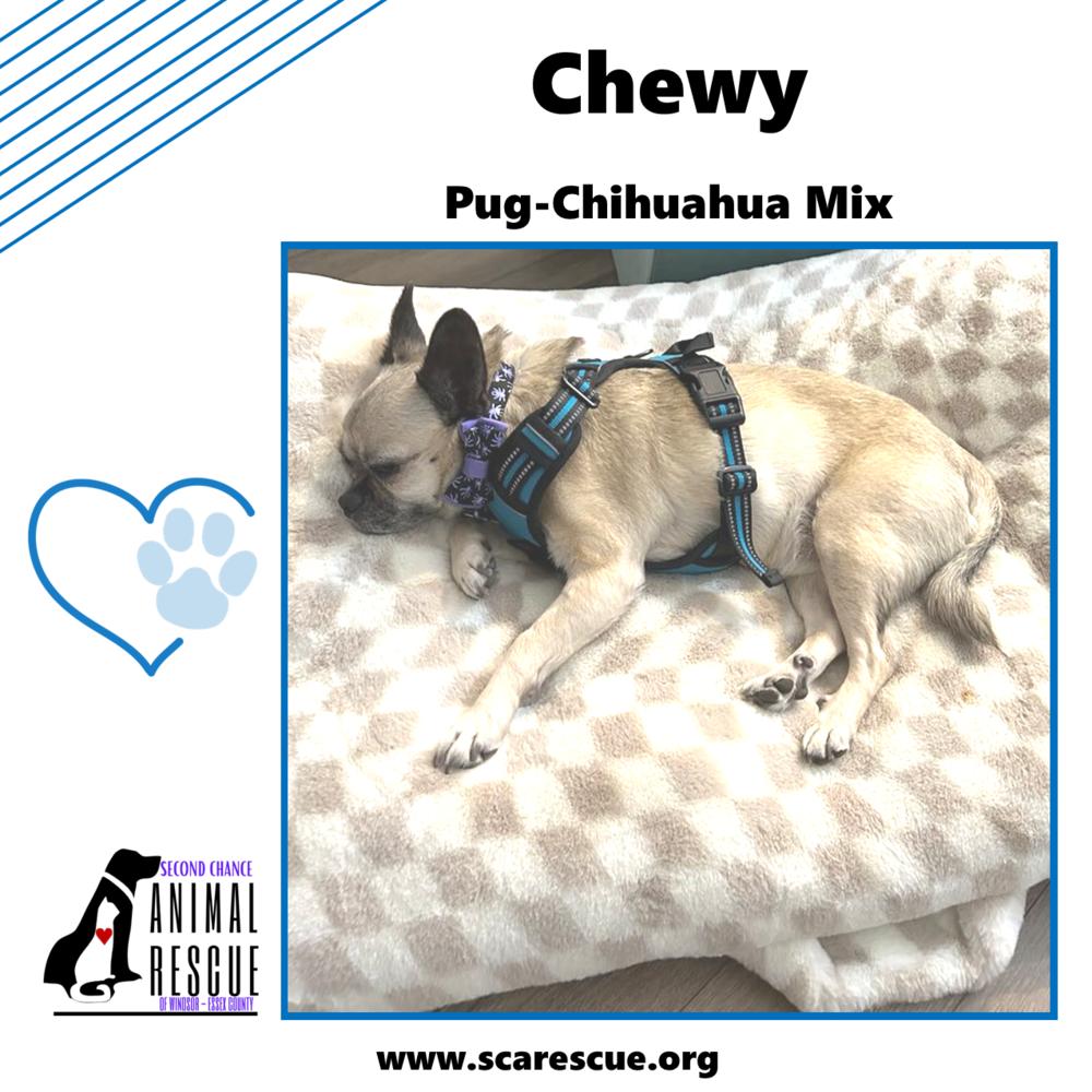 Chewy, a Adoptable mixed breed in Windsor, ON image 5/6