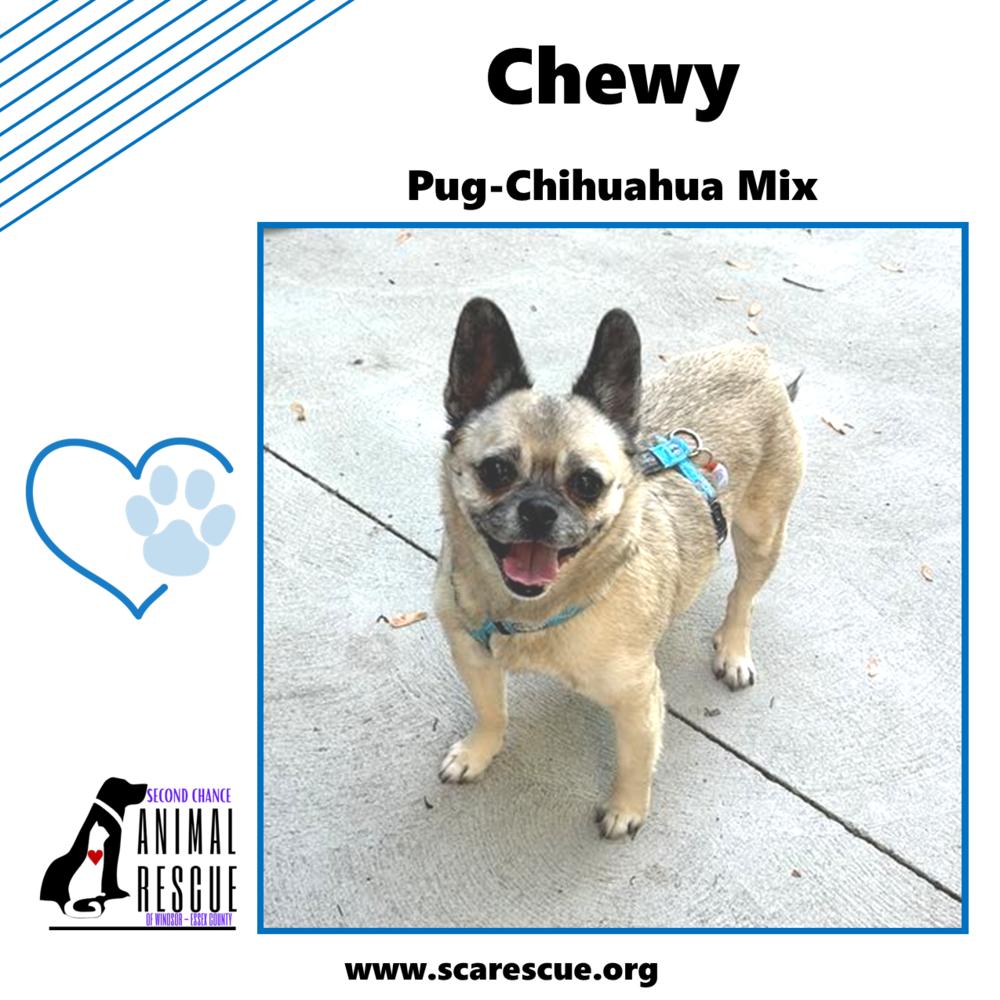 Chewy, a Adoptable mixed breed in Windsor, ON image 6/6
