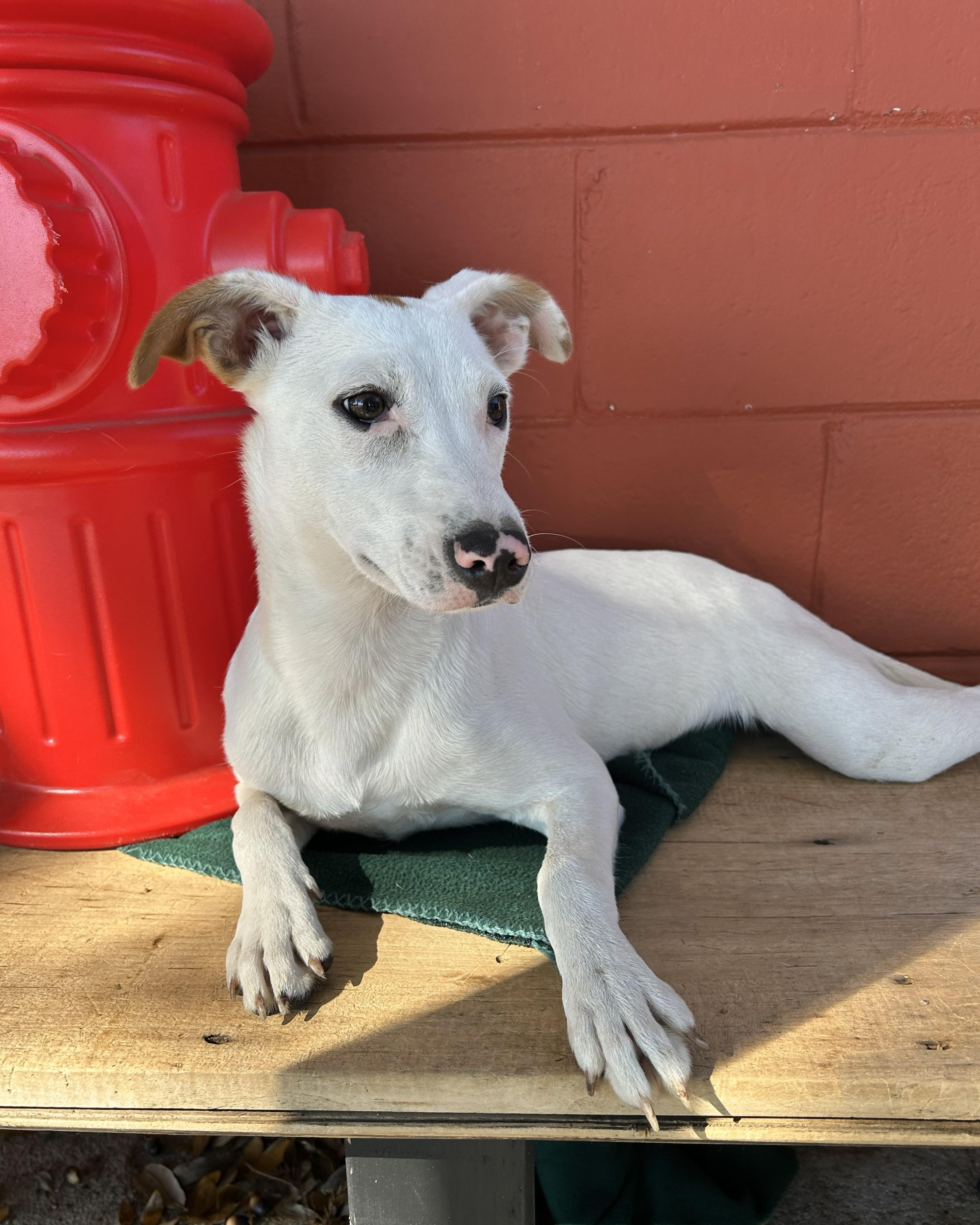 Willow, Adoptable, Young Female Hound.