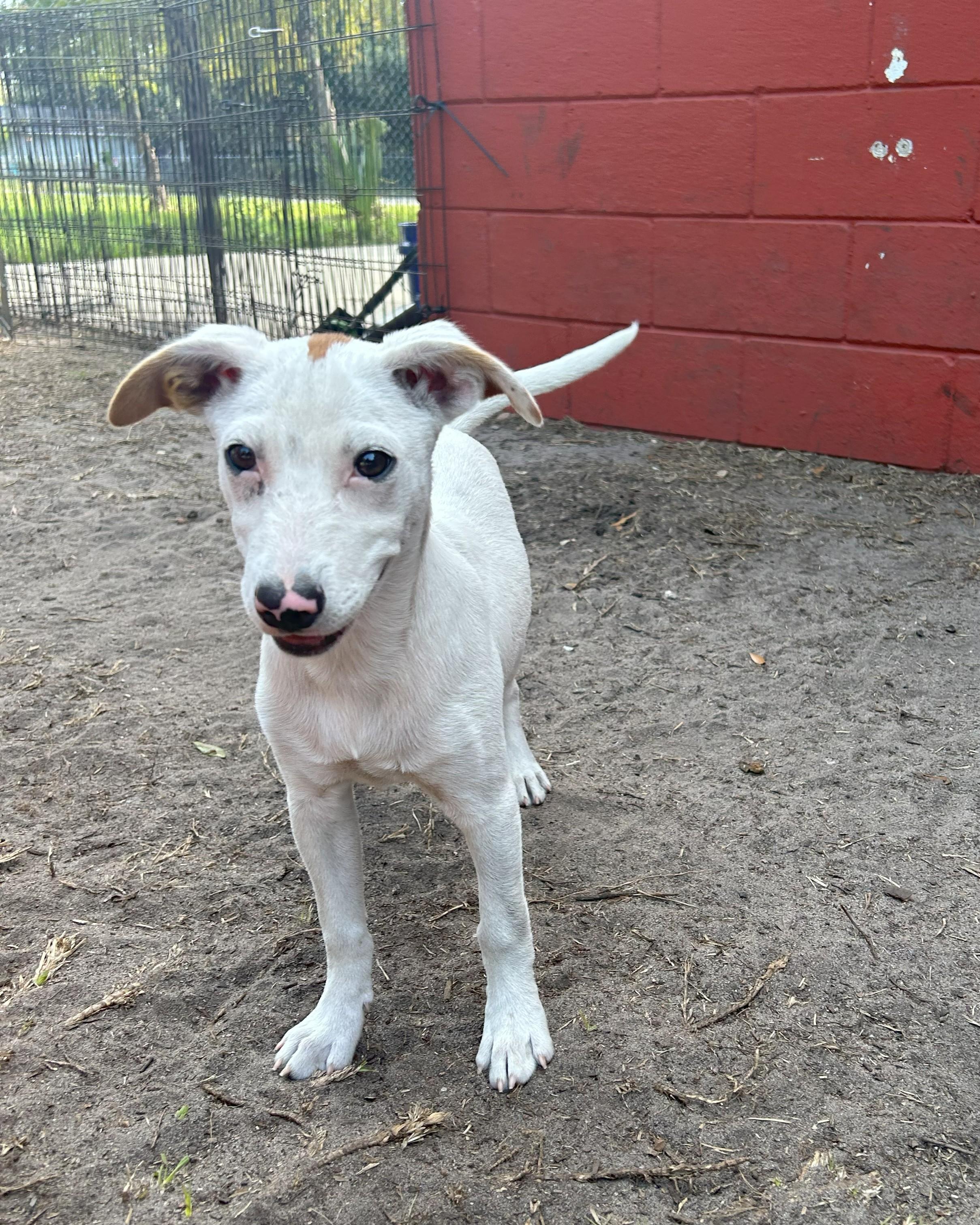 Willow, Adoptable, Young Female Hound.