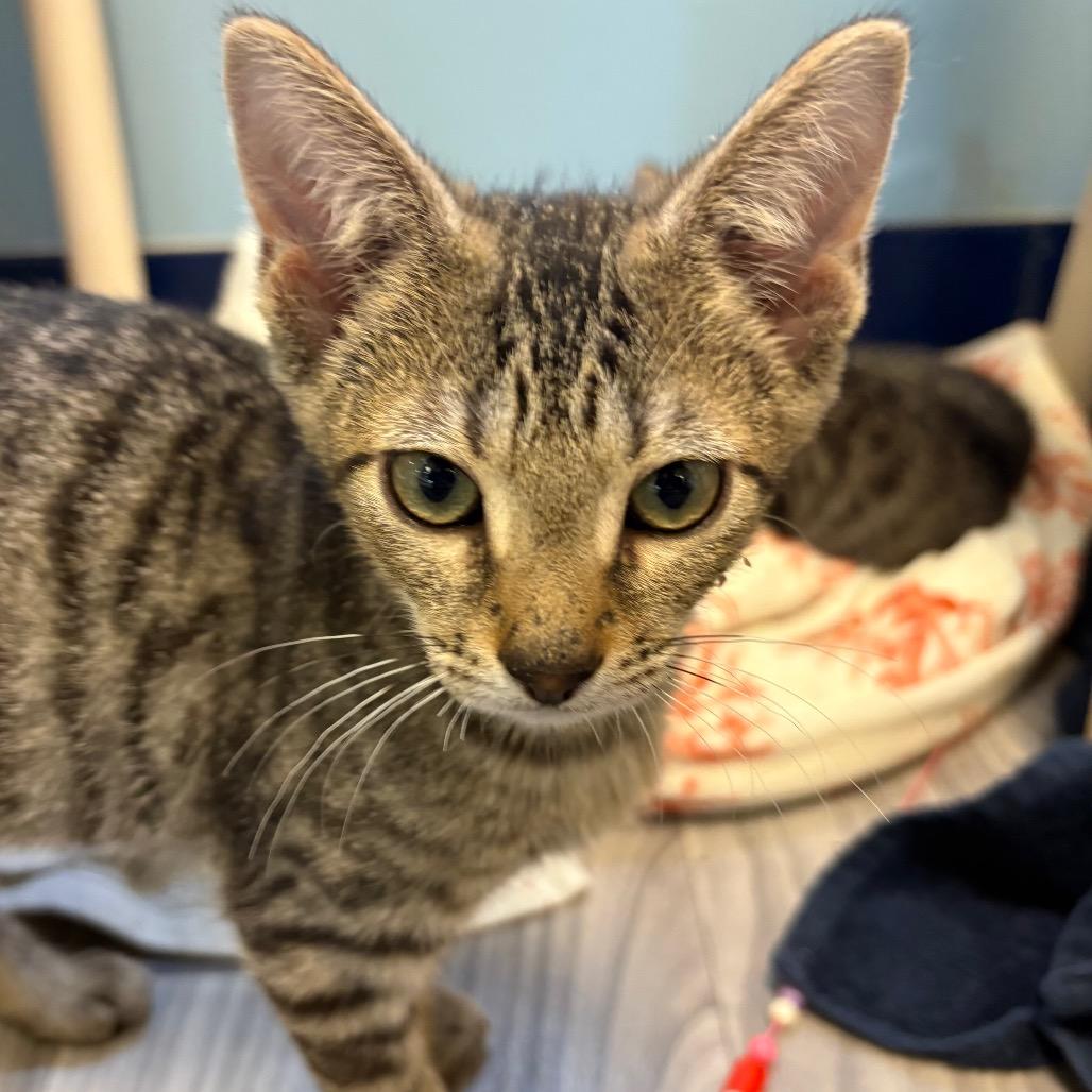 O'Kelly, Adoptable, Kitten Male Domestic Short Hair.
