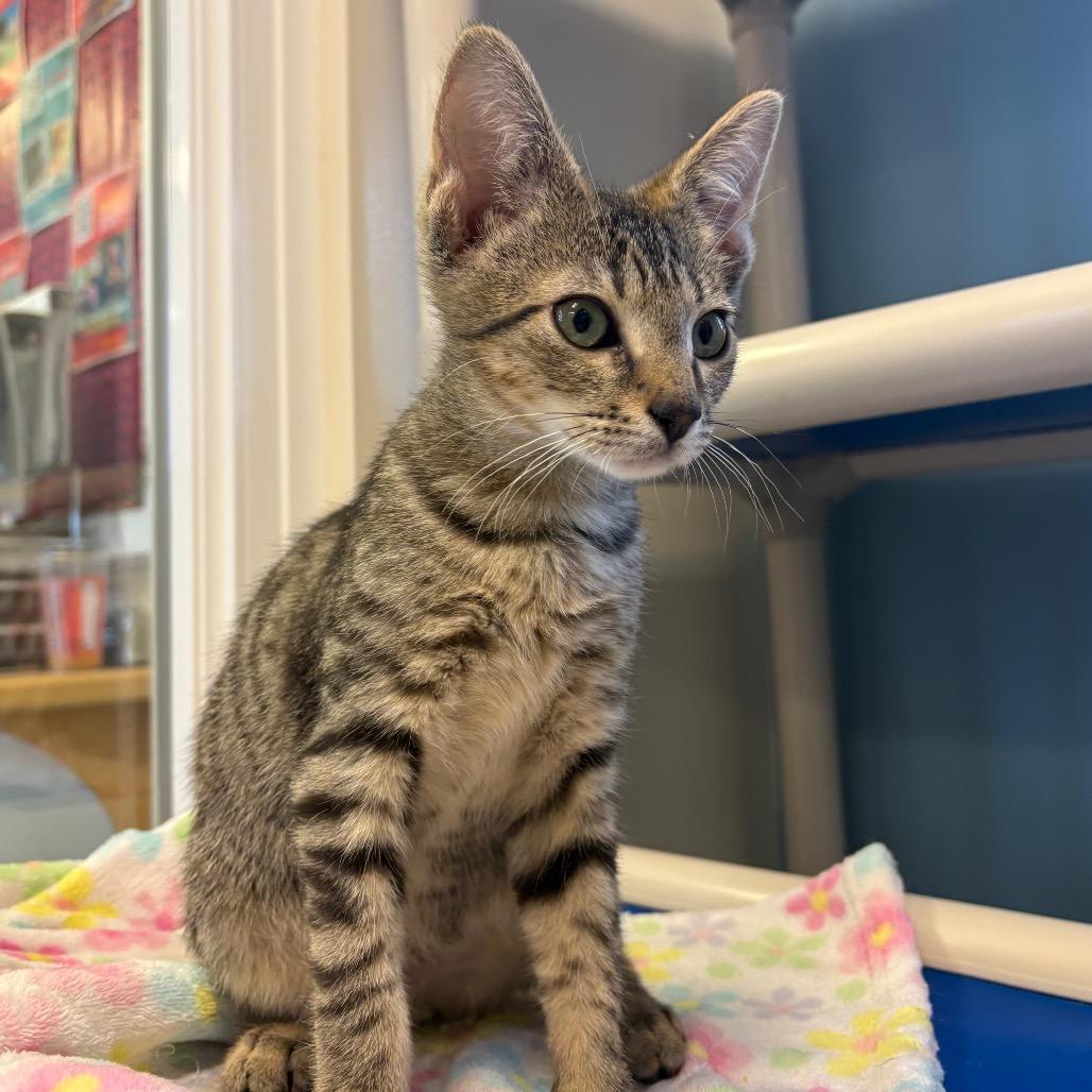 Enlarge O'Kelly, a Adoptable Domestic Short Hair in Morrisville, VT image 2/6