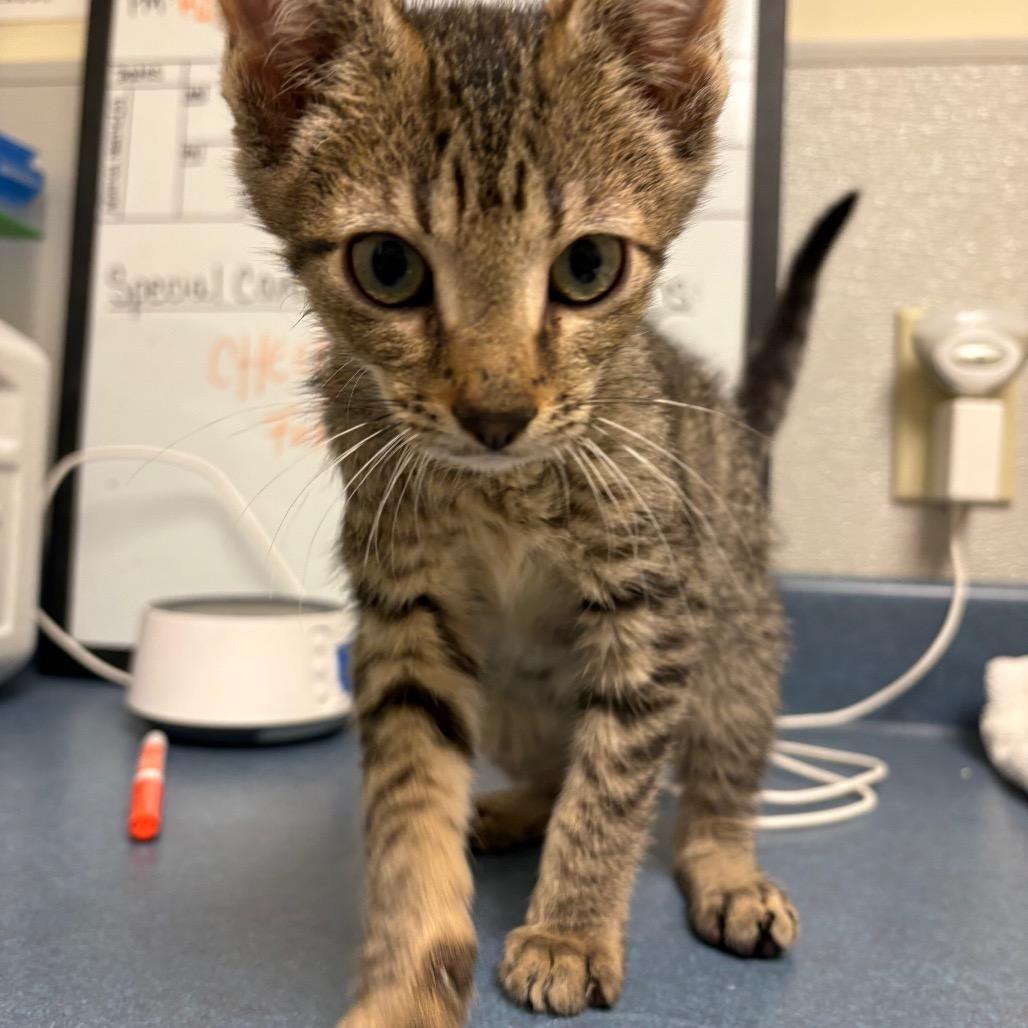 Enlarge O'Kelly, a Adoptable Domestic Short Hair in Morrisville, VT image 3/6