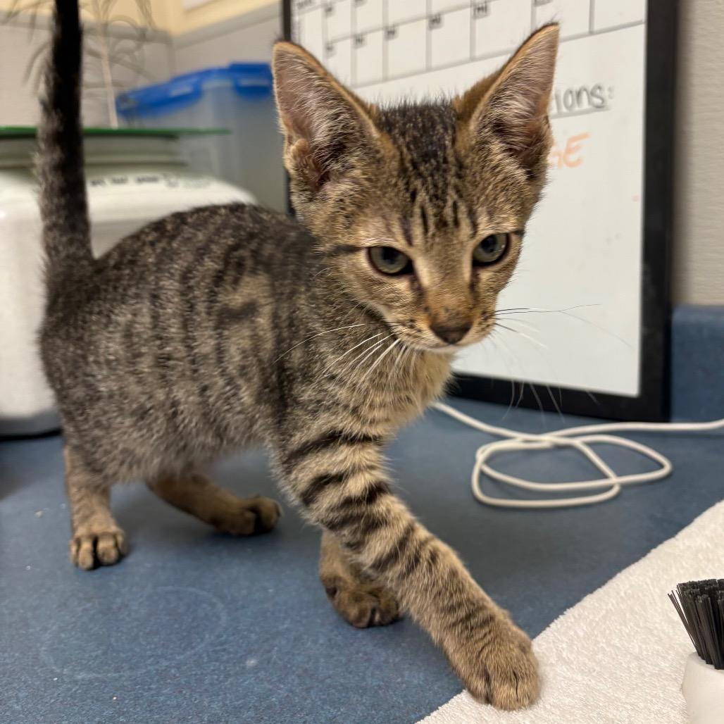 Enlarge O'Kelly, a Adoptable Domestic Short Hair in Morrisville, VT image 4/6