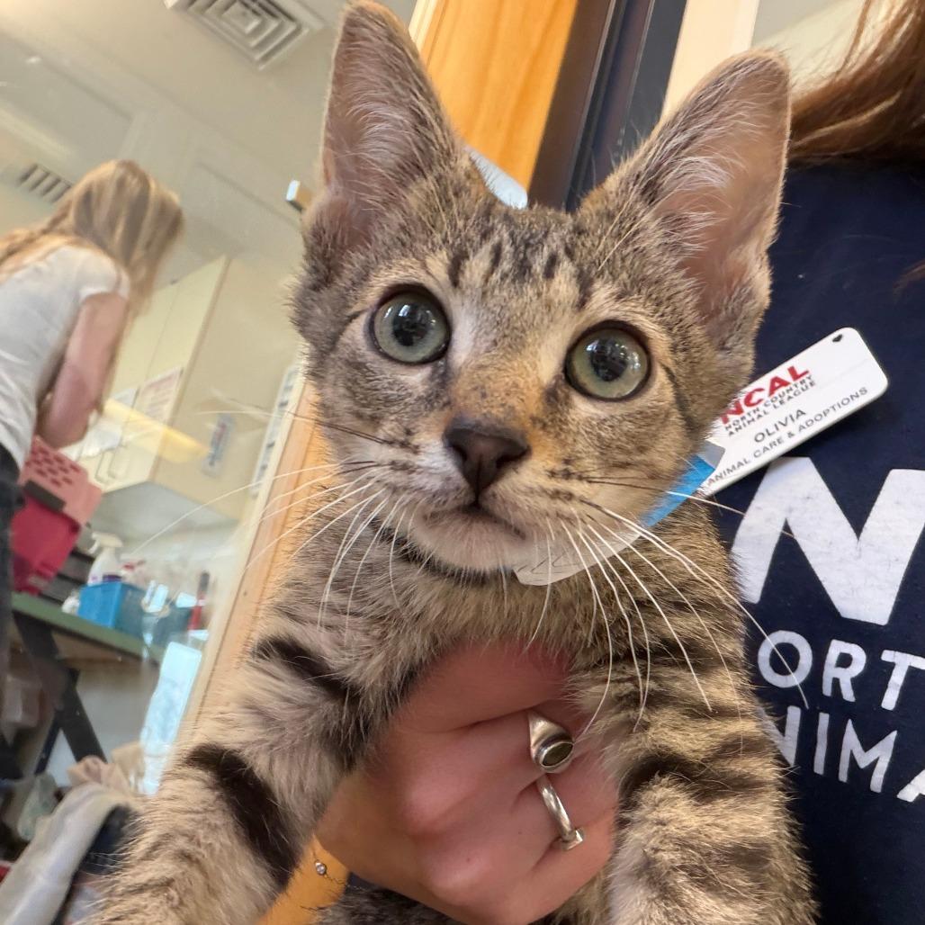 Enlarge O'Kelly, a Adoptable Domestic Short Hair in Morrisville, VT image 5/6
