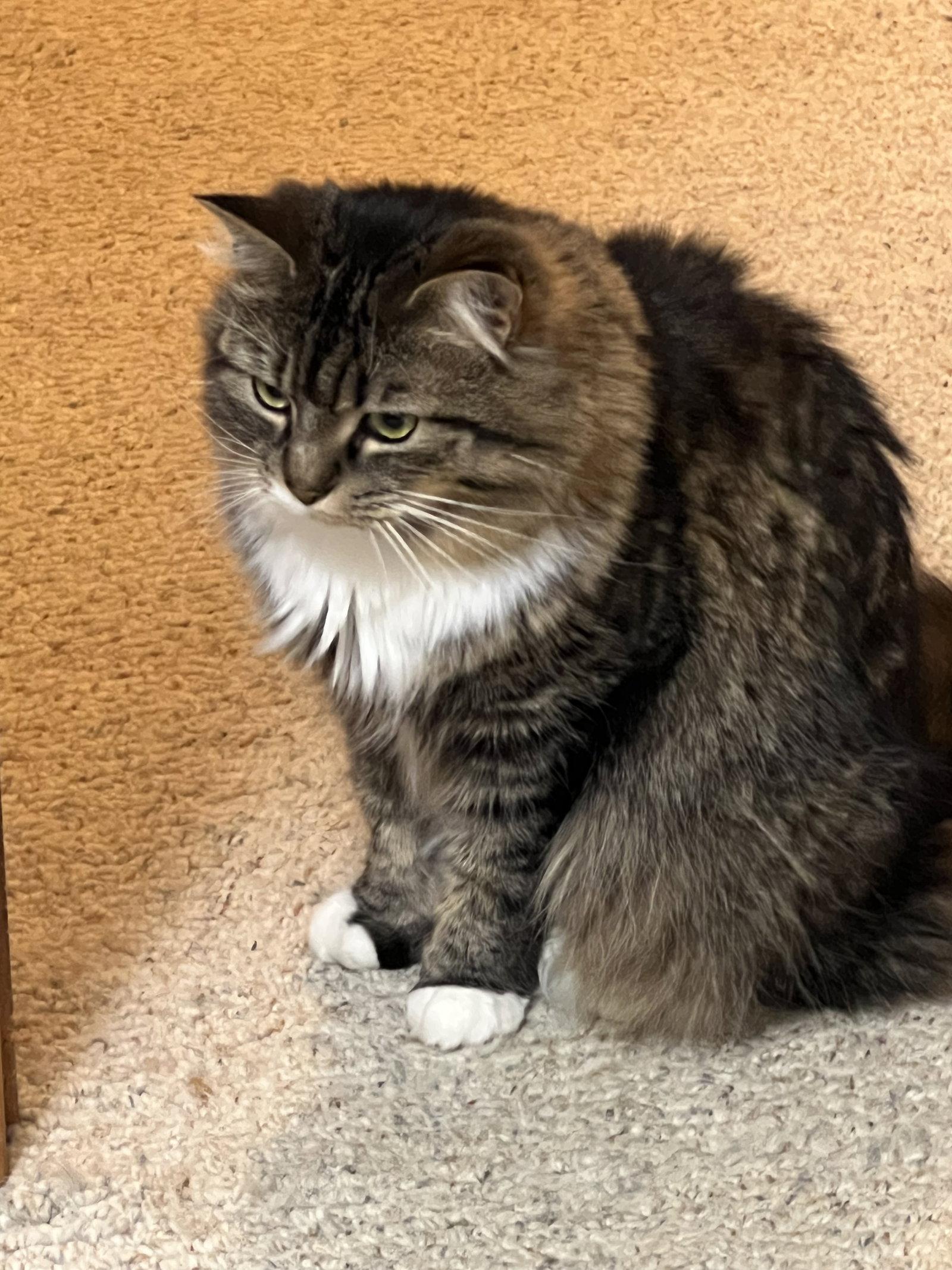 *Zoey and Ellie (bonded pair), Adoptable, Adult Female Domestic Medium Hair.