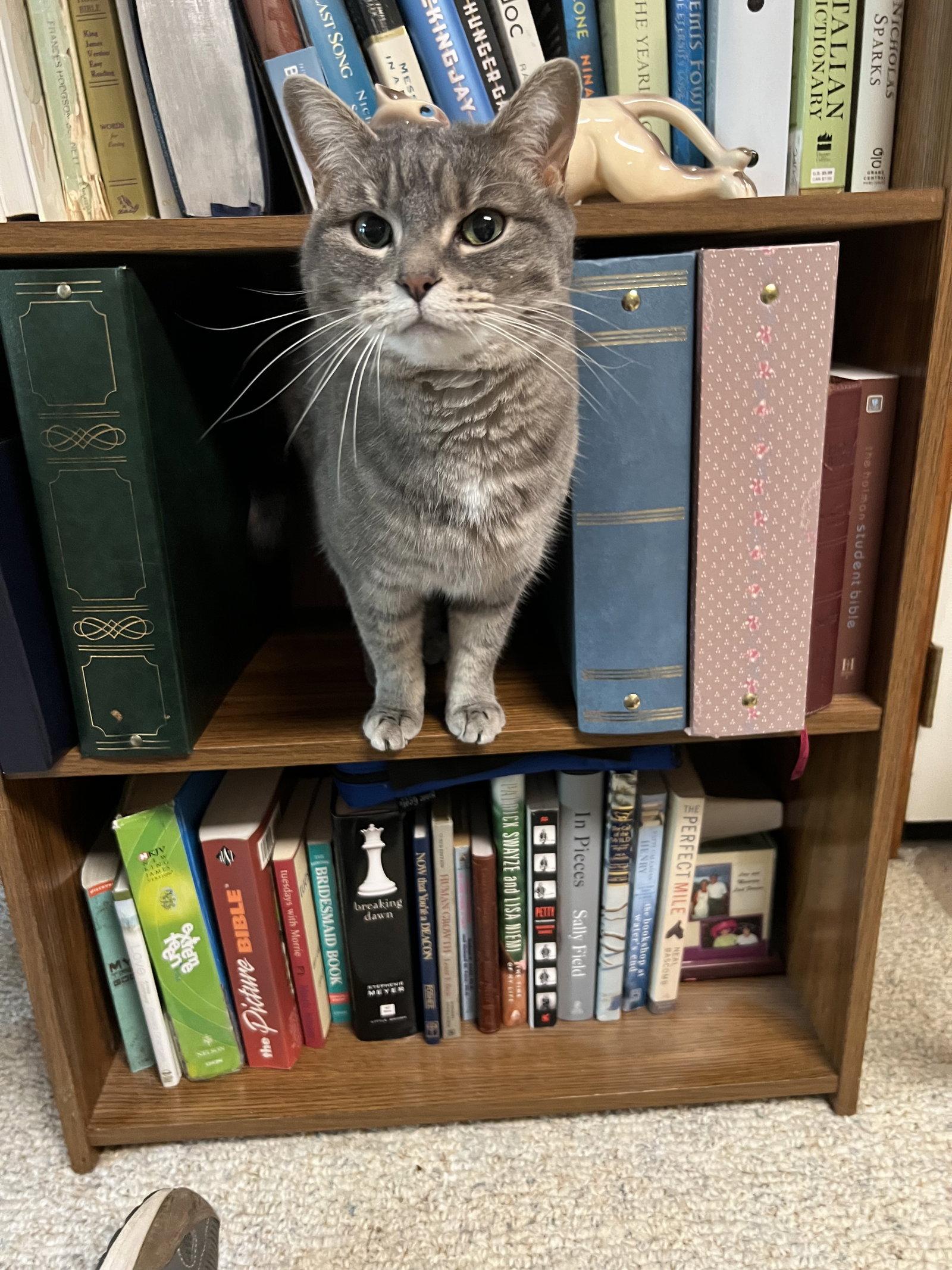 Enlarge *Zoey and Ellie (bonded pair), a Adoptable Domestic Medium Hair in Forest, VA image 2/3