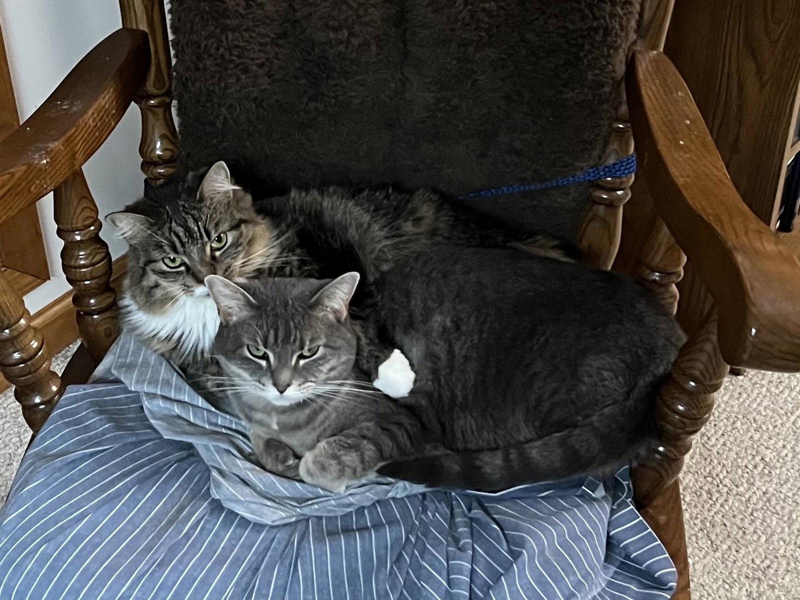 Enlarge *Zoey and Ellie (bonded pair), a Adoptable Domestic Medium Hair in Forest, VA image 3/3